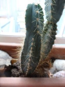 Gie&szlig; mich nicht!