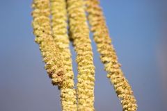 Schuld haben nicht nur die Pollen!