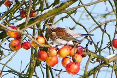 Winterschnitt mit Vorsicht zu genie&szlig;en